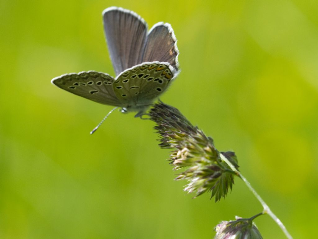 Polyommatus amandus?